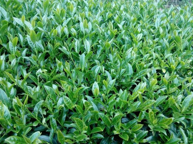 頂級台灣高山茶 茶包 (10包/罐)