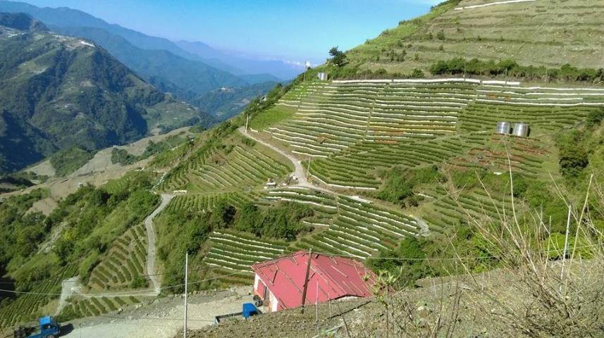 頂級台灣高山茶 茶包 (10包/罐)
