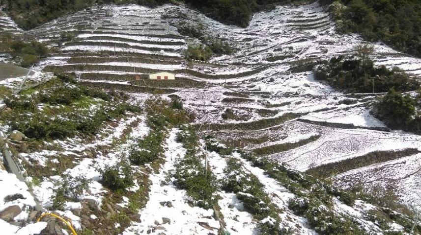 頂級台灣高山茶 茶包 (10包/罐)