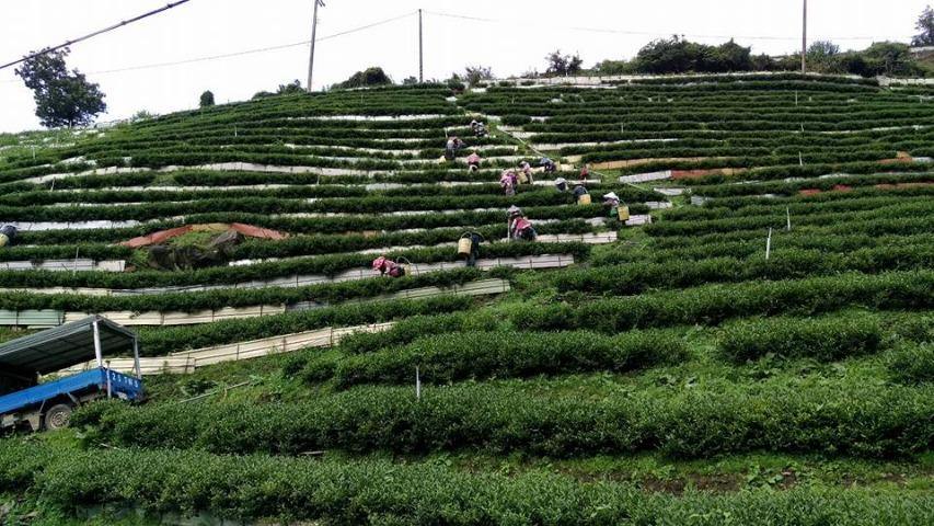 頂級台灣高山茶 茶包 (10包/罐)