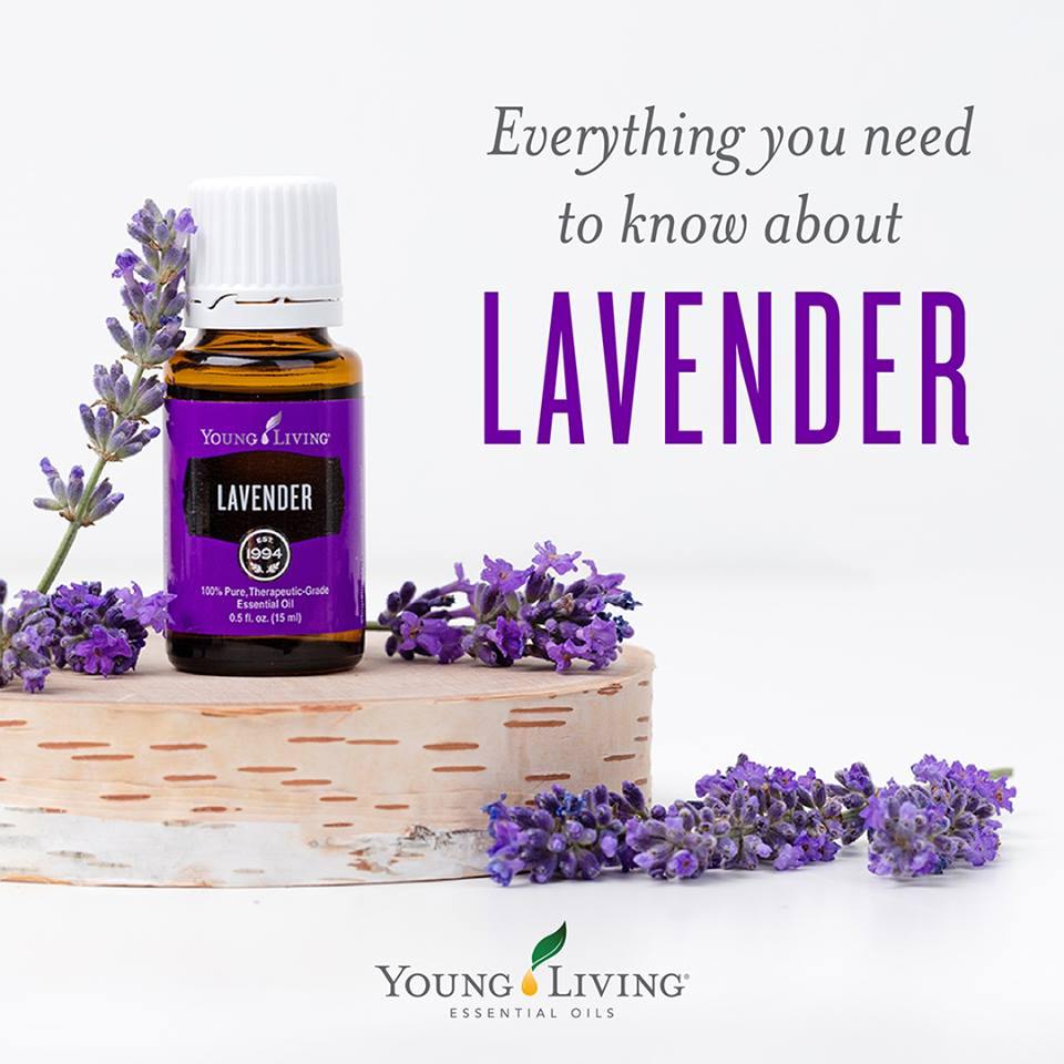 YoungLiving 薰衣草精油 Lavender 15 ml